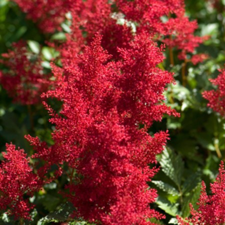 Astibe de chine. Vigoureuse et robuste. Large hampe florale rouge, fine et plumeuse. 